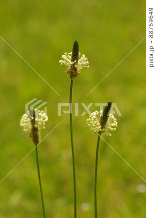原っぱに咲いたいたヘラオオバコ(箆大葉子)の花がユニークで面白い 88769649