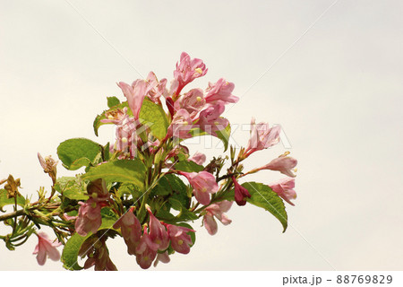 タニウツギ（谷空木）のピンクの花が可愛い 88769829