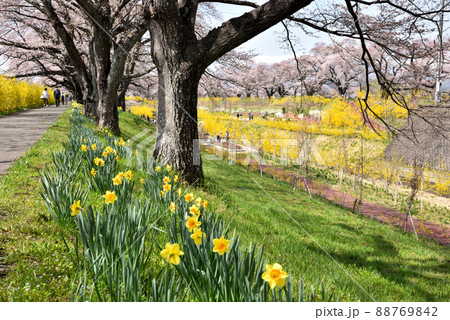白石川堤に咲く花 白石川堤に咲く花 88769842
