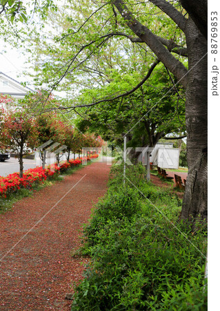 チェリー遊歩道 チェリー遊歩道 88769853