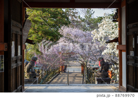 奈良氷室神社の桜 88769970