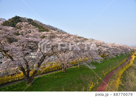 白石川千本桜と蔵王連山 白石川千本桜と蔵王連山 88770079