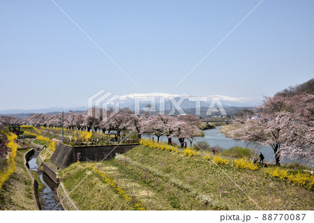 白石川千本桜と蔵王連山 白石川千本桜と蔵王連山 88770087