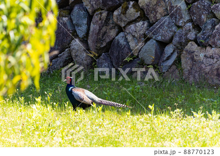 EOSRP.広島三次、逃げ出したキジ。 EOSRP.広島三次、逃げ出したキジ。 88770123