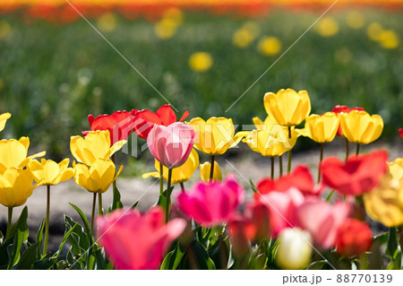 東京都羽村市　根がらみ前水田チューリップ畑 88770139