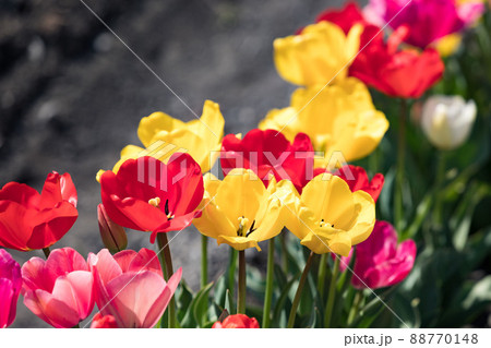 東京都羽村市　根がらみ前水田チューリップ畑 88770148