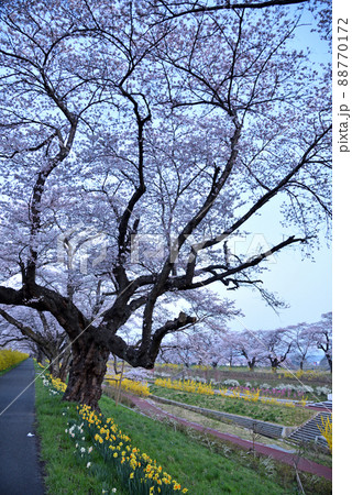 白石川堤に咲く花 白石川堤に咲く花 88770172