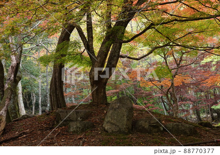 滑床渓谷自然公園の大樹と岩 滑床渓谷自然公園の大樹と岩 88770377