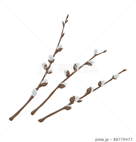 Willow. Three willow branches. Spring illustration depicting willow branches. Vector illustration isolated on a white background Willow. Three willow branches. Spring illustration depicting willow branches. Vector illustration isolated on a white background 88770477