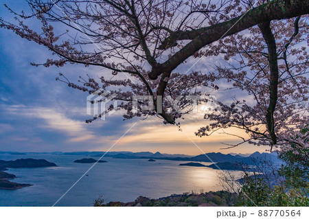 （香川県）瀬戸内海を背景に、紫雲出山の桜　日の出 88770564