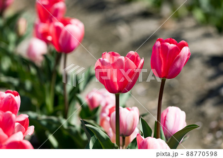 東京都羽村市　根がらみ前水田チューリップ畑 88770598