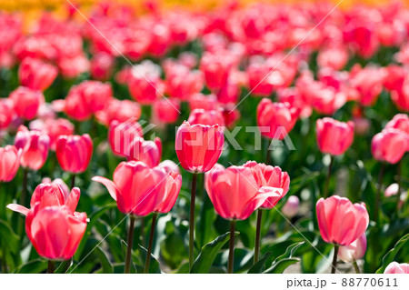 東京都羽村市　根がらみ前水田チューリップ畑 88770611