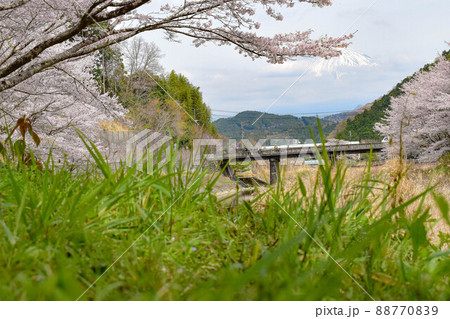 【静岡】芝川日和 内房たけのこ・桜まつり 【静岡】芝川日和 内房たけのこ・桜まつり 88770839