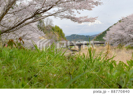 【静岡】芝川日和　内房たけのこ・桜まつり 88770840
