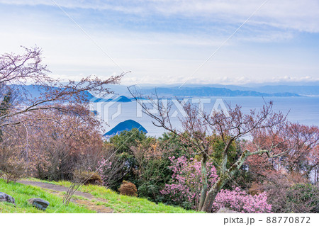 （香川県）瀬戸内海を背景に、紫雲出山の桜　早朝 88770872