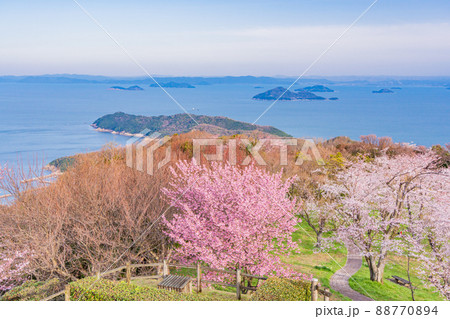 （香川県）瀬戸内海を背景に、紫雲出山の桜　早朝 88770894