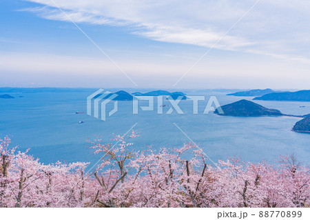 （香川県）瀬戸内海を背景に、紫雲出山の桜　早朝 88770899
