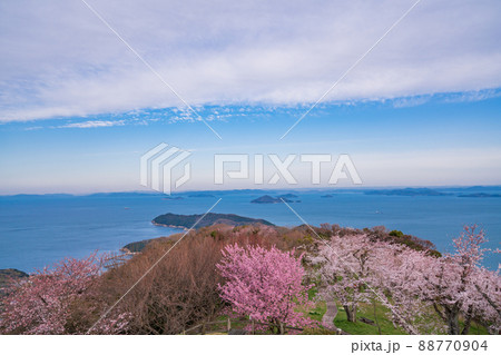 (香川県)瀬戸内海を背景に、紫雲出山の桜 早朝 (香川県)瀬戸内海を背景に、紫雲出山の桜 早朝 88770904
