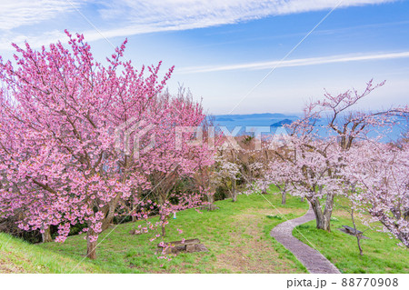 （香川県）瀬戸内海を背景に、紫雲出山の桜　早朝 88770908