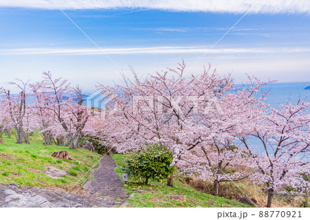 （香川県）瀬戸内海を背景に、紫雲出山の桜　早朝 88770921
