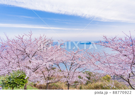 （香川県）瀬戸内海を背景に、紫雲出山の桜　早朝 88770922