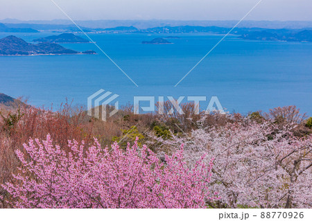 （香川県）瀬戸内海を背景に、紫雲出山の桜　早朝 88770926
