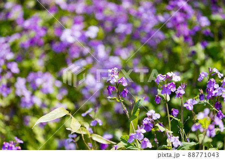 4月の花 ムラサキハナナ 4月の花 ムラサキハナナ 88771043