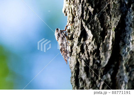 蝉　ニイニイゼミ 88771191