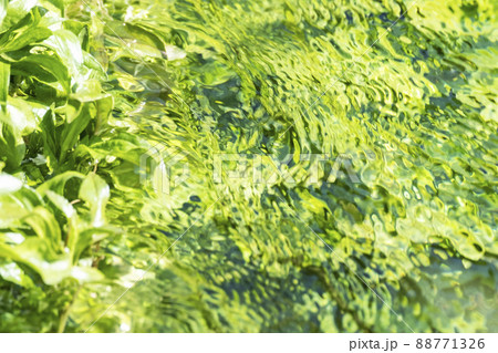 背景素材 水辺の新緑・清流・エコイメージ(大山 伯耆町) 背景素材 水辺の新緑・清流・エコイメージ(大山 伯耆町) 88771326