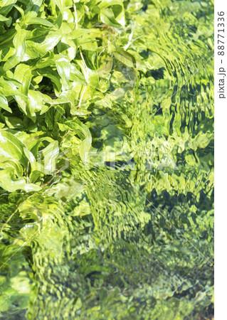 背景素材　水辺の新緑・清流・エコイメージ（大山 伯耆町） 88771336