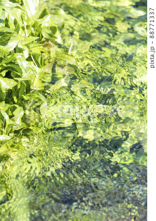 背景素材　水辺の新緑・清流・エコイメージ（大山 伯耆町） 88771337