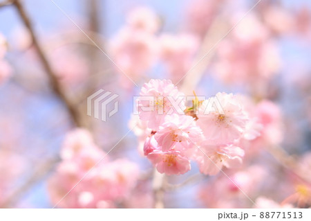 満開の八重紅しだれ桜 のどかな春のイメージの写真素材