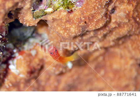 シリウスベニハゼ・タイ・シミラン.1 シリウスベニハゼ・タイ・シミラン.1 88771641