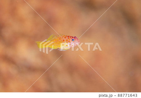 シリウスベニハゼ・タイ・シミラン.3 88771643