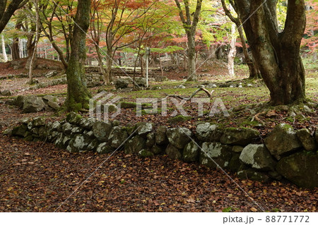晩秋の滑床渓谷森林公園 晩秋の滑床渓谷森林公園 88771772