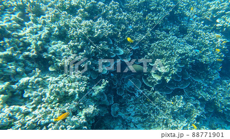 Moray eel hiding in beautiful coral reefs, Surin islands national park, Phang Nga, Thailand Moray eel hiding in beautiful coral reefs, Surin islands national park, Phang Nga, Thailand 88771901
