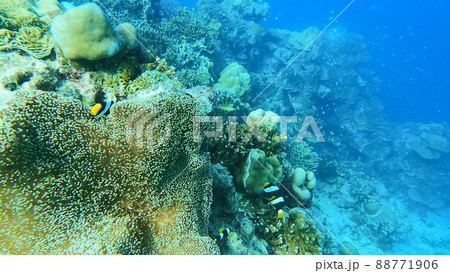 Clownfish hiding in sea anemone on the beautiful coral reef in Surin island national park, Thailand. Clownfish hiding in sea anemone on the beautiful coral reef in Surin island national park, Thailand. 88771906