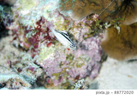 白いフタスジタマガシラ（インド洋バージョン）タイ・シミラン.1 88772020