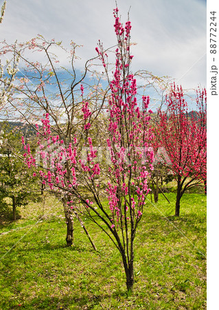 花桃 花桃 88772244