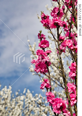 花桃 花桃 88772246