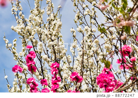 花桃 花桃 88772247