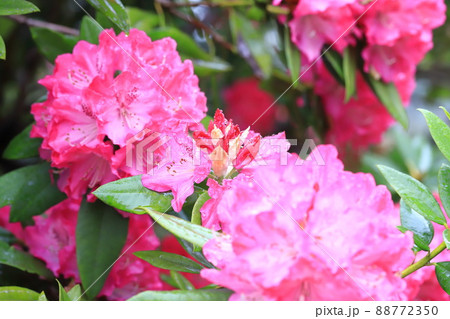 鮮やかなシャクナゲの花　　 88772350