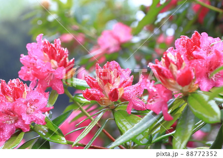 鮮やかなシャクナゲの花   鮮やかなシャクナゲの花   88772352