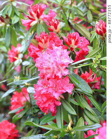 鮮やかなシャクナゲの花   鮮やかなシャクナゲの花   88772355