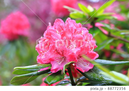 鮮やかなシャクナゲの花   鮮やかなシャクナゲの花   88772356