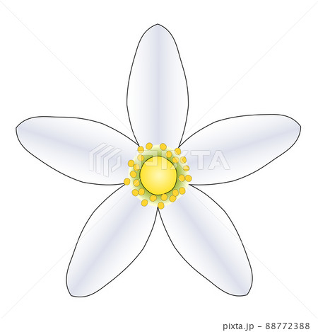 正面から見た白い柑橘類の花一輪 正面から見た白い柑橘類の花一輪 88772388