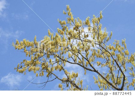 初夏の里山のクヌギの花 88772445