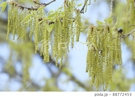 初夏の里山のクヌギの花 88772453