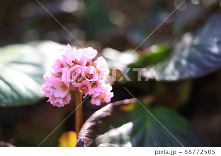 ヒマラヤユキノシタの花 88772505