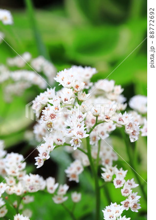 丹頂草（タンチョウソウ）の花　 88772692